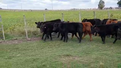 Lote TERNEROS