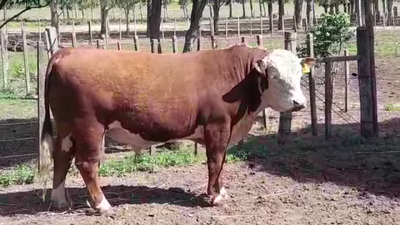 Lote TORO PI