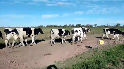 Lote 29 Novillos Holando Argentino en Colonia Aldao, Santa Fe