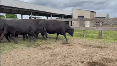 Lote 33 Vacas  en Concordia, Entre Ríos