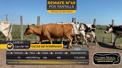 Lote 10 Vacas de Invernada en La Horqueta, Colonia