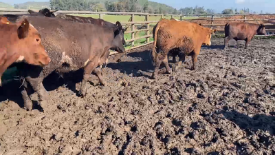 Lote 40 Novillo Gordo en Melipilla, Región Metropolitana