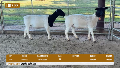 Lote LOTE 92