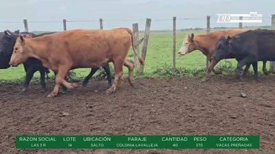 Lote VACAS PREÑADAS - LAS 3 R