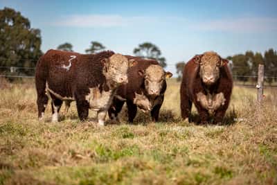 Lote Toro PR