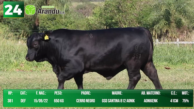 Lote LOTE 24