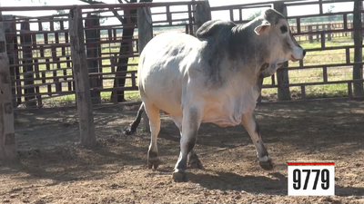Lote Brahman