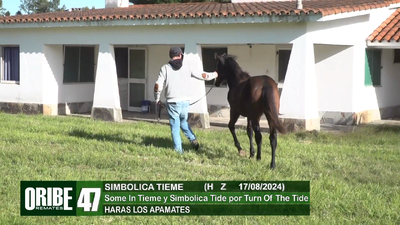 Lote Lote 47
