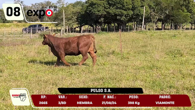 Lote LOTE 8