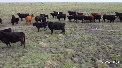 Lote 210 Terneras