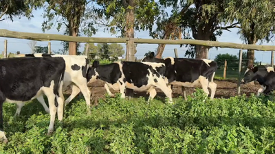  TERNERAS