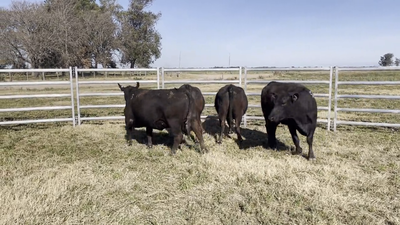 Lote VACAS BRANGUS, Cabaña "EL MATACO"