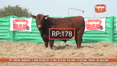 Lote Toro PP