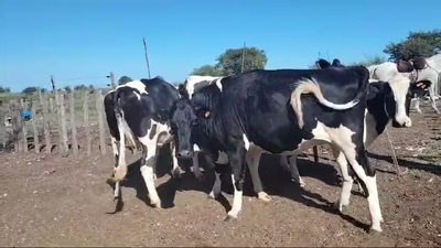 Lote 4 Vaquillonas  600kg - , San José
