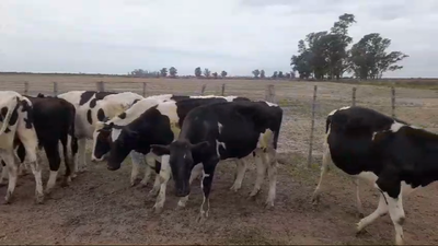 Lote 15 Novillitos Holando Argentino en Hugentobler, Santa Fe