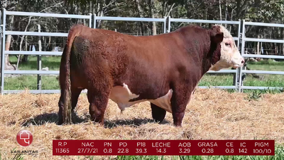 Lote Lote 5