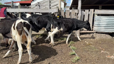 Lote TERNERAS