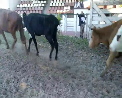 Lote 14 Vacas  en Esquina, Corrientes