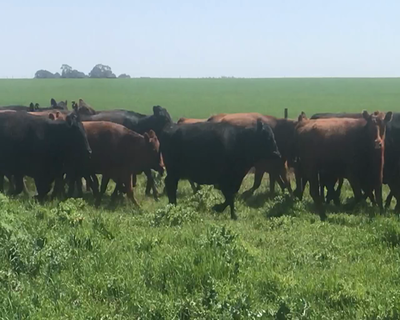 Lote 67 Vacas nuevas C/ gtia de preñez en Coronel Suarez, Buenos Aires