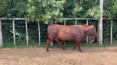 Lote Cabaña El Nano