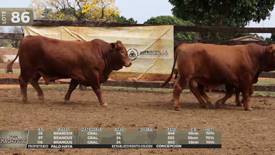 Lote LOTE 86