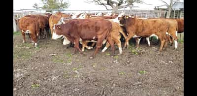 Lote 32 Vacas de invernar en Villaguay, Entre Ríos