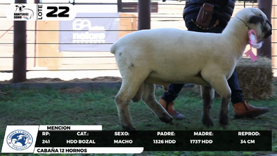 Lote LOTE 22- BOZAL