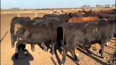 Lote 70 VAQUILLONAS GORDAS