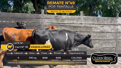 Lote 6 Vaquillonas  en Paso Antolín, Colonia