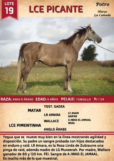 Lote LCE PICANTE