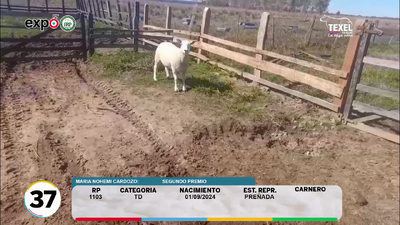 Lote LOTE 37