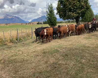 Lote 40 Novillo Engorda en Coyhaique, XI Región Aysén
