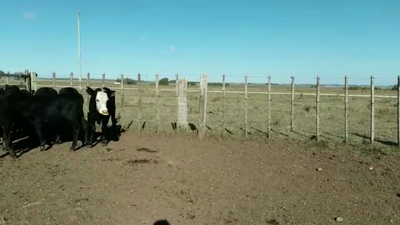 Lote (Vendido)7 Terneras ANGUS - ANGUS/ HEREFORD 160kg -  en VILLA BOAS