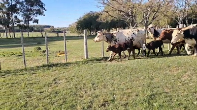 Lote PIEZAS DE CRIA