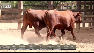 Lote LOTE 120