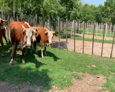 Lote 6 Vacas de Invernada en Melo, Cerro Largo
