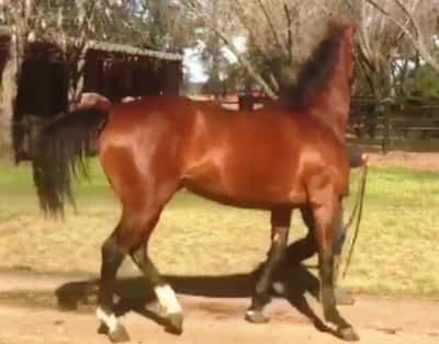 Lote TOMEO PRIMERO