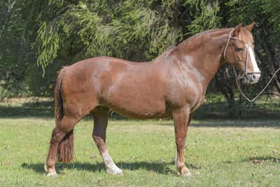 Lote Yubely Soqueta