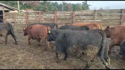 Lote 20 Vaquilla Gorda en Los Ángeles, VIII Región Biobío