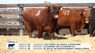 Lote Toros