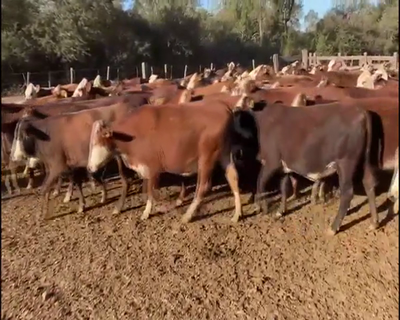 Lote 275 Vaquillonas preñadas en Las Lomitas, Formosa