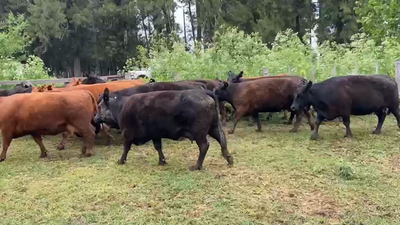 Lote 15 Vacas medio uso C/ cria