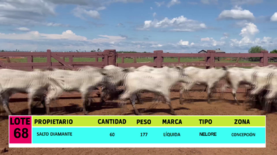 Lote LOTE 68 - 60 TERNERAS CBO 2
