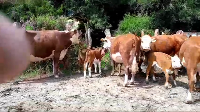 Lote 24 Vacas nuevas C/ cria