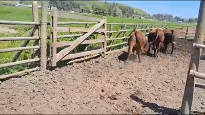 Lote 20 Novillo Gordo en Melipilla, Región Metropolitana
