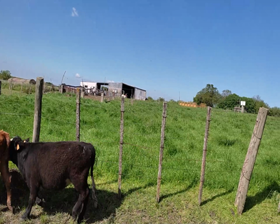 Lote (Vendido)8 Terneras 3 AA,  2 NO X RA,  1 RA,  1 NO Y 1 AA X HE 156kg - , Colonia