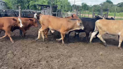 Lote 70 Terneros/as