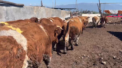 Lote 22 Novillo Gordo en Mostazal, VI Región O-Higgins