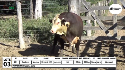 Lote Toros Braford, Loma Plata