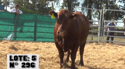 Lote 3 Toros, Artigas